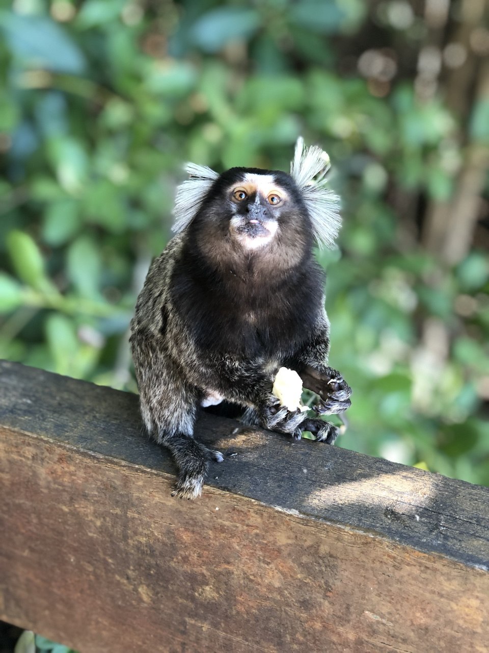 A marmoset perched on a wooden rail